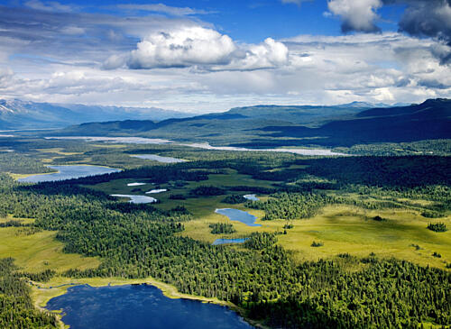 Alpine Lakes and Forest, Denali National Park, Alaska Art Print