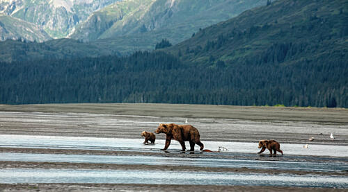 Lake Clark in Alaska or Qizhjeh Vena the Athabascan Name I Art Print