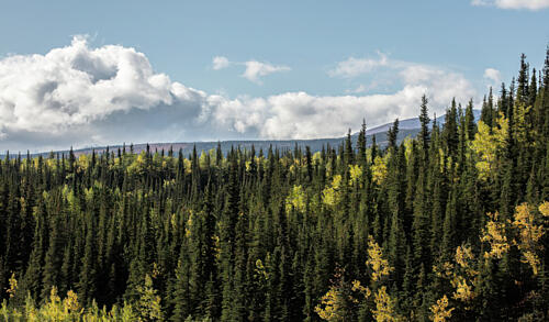 Denali National Park and Preserve Alaska IV Art Print
