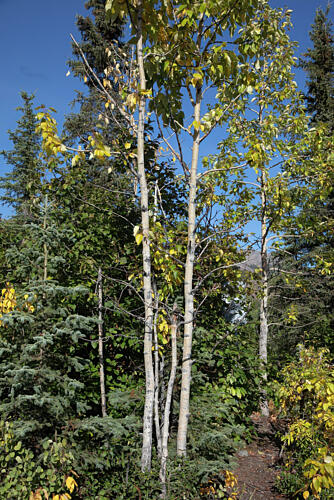 Denali National Park and Preserve Alaska IX Art Print