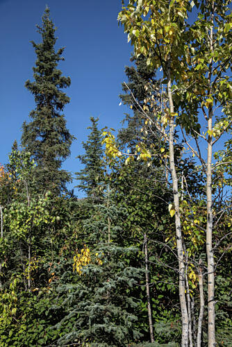 Denali National Park and Preserve Alaska X Art Print