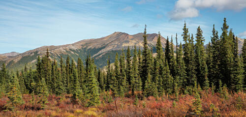 Denali National Park and Preserve Alaska XI Art Print