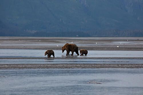 Lake Clark National Park and Preserve Southwest of Anchorage VIII Art Print