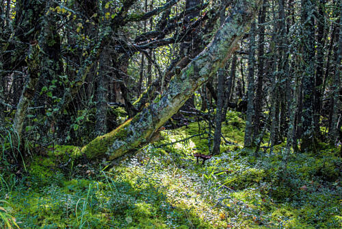 Katmai National Park and Preserve in Alaska III Art Print