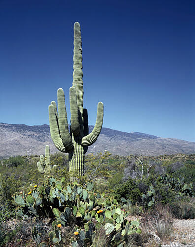 Spring Amid the Sahuaros, Arizona Art Print
