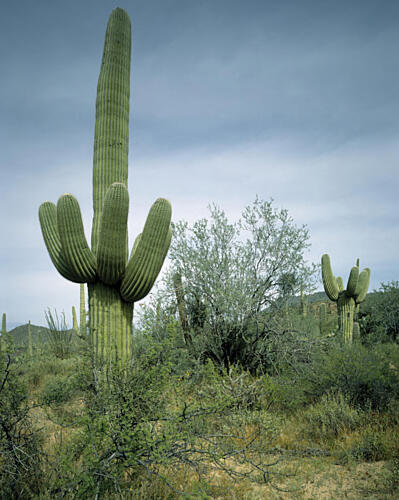 Saguaro Sentinel, Arizona Art Print