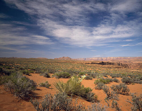 Wildflowers in the Harsh Arizona Desert Art Print