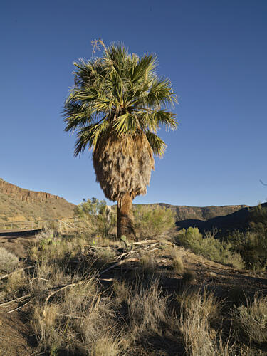 Isolated Palm Tree in Salt River Canyon in Arizona Art Print