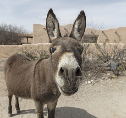 The Forever Home Donkey Rescue and Sanctuary, Benson, Arizona I Art Print