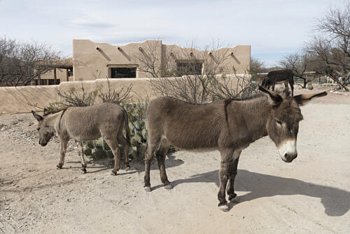 The Forever Home Donkey Rescue and Sanctuary, Benson, Arizona II Art Print