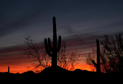 Organ Pipe Cactus National Monument in Arizonas Yuma County Art Print