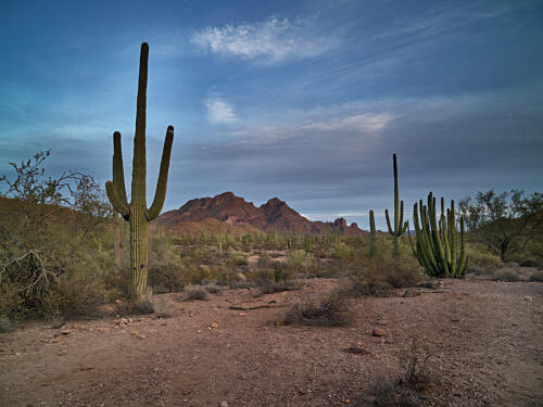 Scene at the Organ Pipe Cactus National Monument in Arizonas Yuma County I Art Print