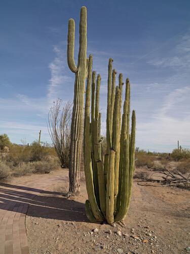 Scene at the Organ Pipe Cactus National Monument in Arizonas Yuma County II Art Print