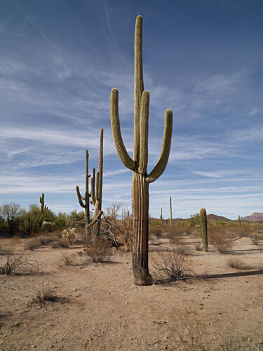 Clumps of Spear-Like Cacti at Organ Pipe Cactus National Monument in Arizonas Yuma County Art Print