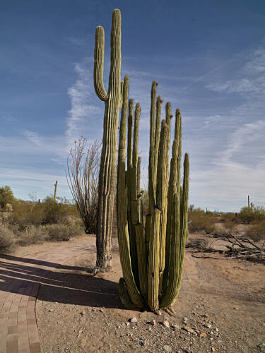 Scene at the Organ Pipe Cactus National Monument in Arizonas Yuma County III Art Print