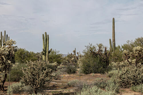 Array of Saguaro Cacti Near Coolidge, Arizona I Art Print