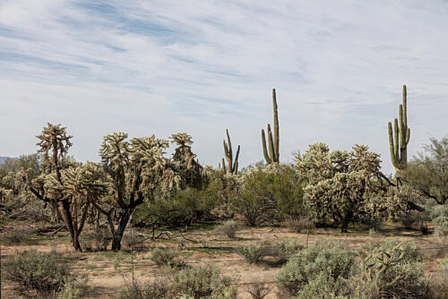 Array of Saguaro Cacti Near Coolidge, Arizona II Art Print
