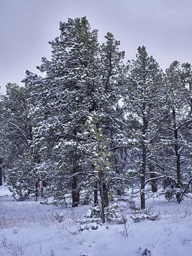 Snow Blankets Trees Outside Ganado on Navajo Nation Land in Far Northeast Arizona Art Print