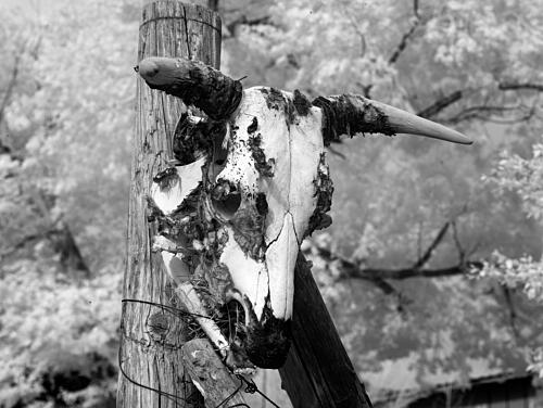 Cow Skull at Hackberry General Store, Route 66, Hackberry, Arizona Art Print