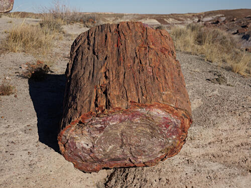 Fossilized Tree Specimens in the Petrified Forest, Near Holbrook in Arizona II Art Print