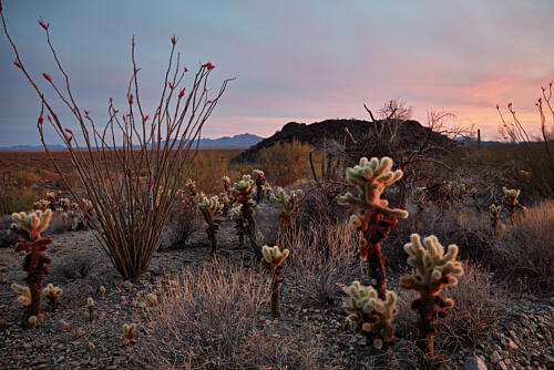 Sunset in Organ Pipe National Monument, Near Lukeville in Southern Arizona Art Print