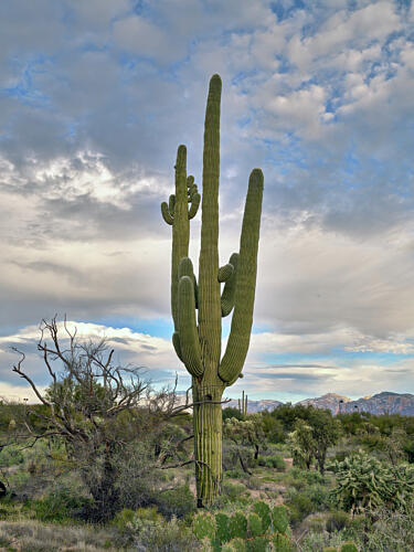 A Saguaro Cactus in the Sonoran Desert, Near Marana, North of Tucson, Arizona IV Art Print