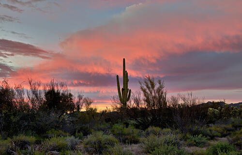 A Saguaro Cactus in the Sonoran Desert, Near Marana, North of Tucson, Arizona VI Art Print