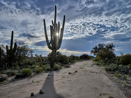 A Saguaro Cactus in the Sonoran Desert, Near Marana, North of Tucson, Arizona VII Art Print