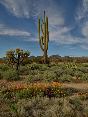 A Saguaro Cactus in the Sonoran Desert, Near Marana, North of Tucson, Arizona X Art Print