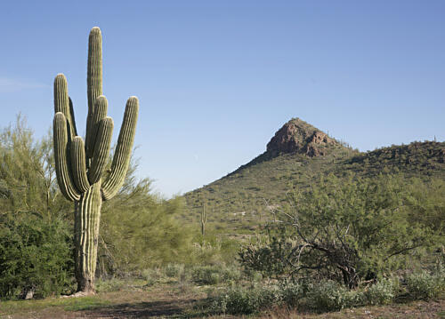 The Saguaro Cactus, in Desert Country Near Morristown, Arizona Art Print