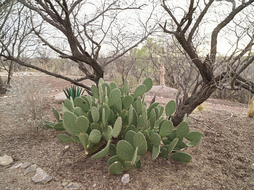Scene at Las Laguna de Anza, a Desert Wetland, Nogales, Arizona Art Print