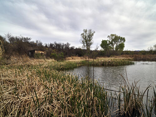 Las Laguna de Anza, a Desert Wetland, Nogales, Arizona Art Print