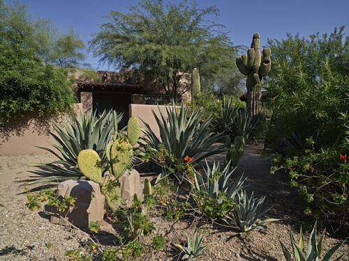 Cactus Garden at the Hermosa Inn, in Paradise Valley, Outside Phoenix, Arizona Art Print