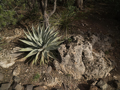Cactus Among the Rocks at Tonto Natural Bridge State Park, Near Payson, Arizona Art Print