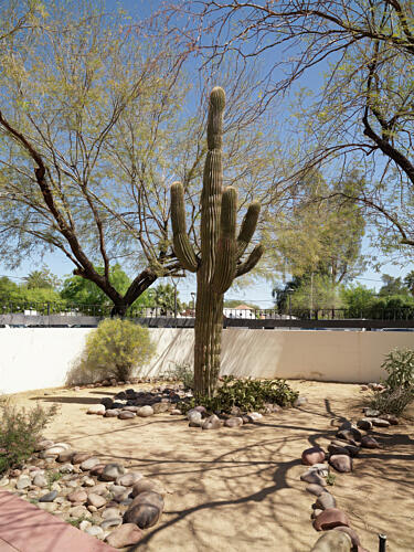 Cactus Garden at the Heard Museum in Phoenix, Arizona Art Print