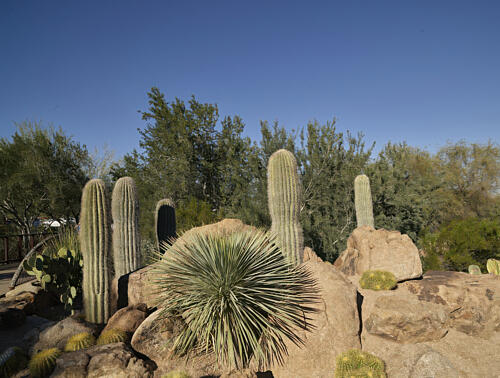 Cacti at the Desert Botanical Garden in Phoenix, Arizona I Art Print