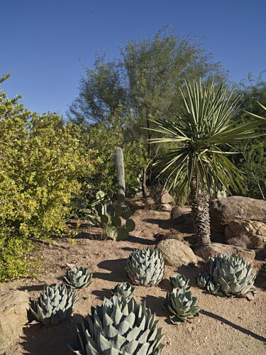 Cacti at the Desert Botanical Garden in Phoenix, Arizona II Art Print