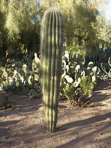 Plantings at the Desert Botanical Garden, in Phoenix, Arizona I Art Print