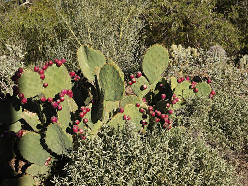 Plantings at the Desert Botanical Garden, in Phoenix, Arizona II Art Print