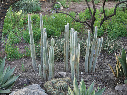 Plantings at the Desert Botanical Garden, in Phoenix, Arizona III Art Print