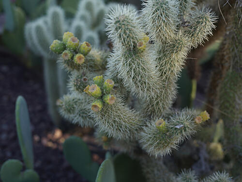 Plantings at the Desert Botanical Garden, in Phoenix, Arizona IV Art Print