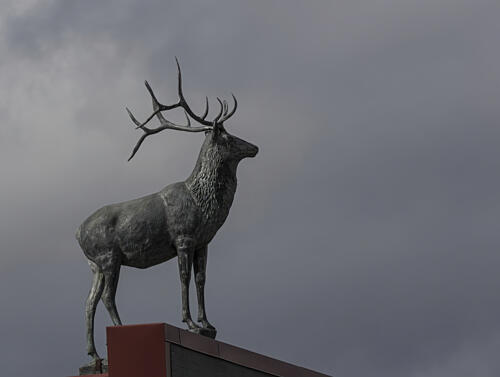 High Above Elks Theatre, a Magnificent Stag Overlooks Near Prescott, Arizona Art Print