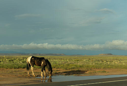 A Horse Near Teec Nos Pos, Navajo for Cottonwoods in a Circle, Arizona Art Print