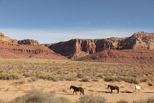 Horses Parade Near the Gap, on the Remote Navajo Nations Lands in Arizona Art Print