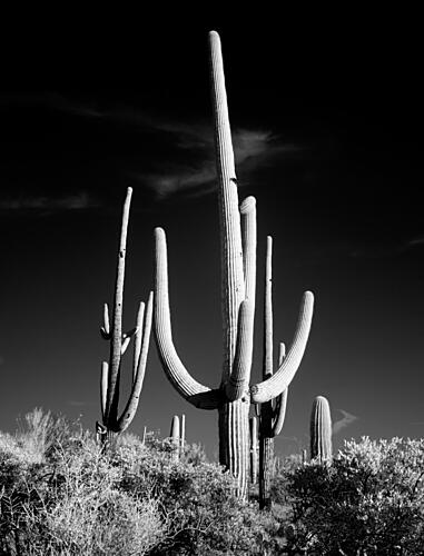 Saguaro Cactus Near Tucson, Arizona I Art Print