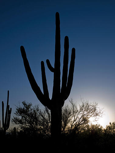 Saguaro Cactus Near Tucson, Arizona III Art Print