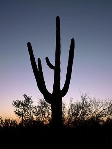 Saguaro Cactus Near Tucson, Arizona V Art Print