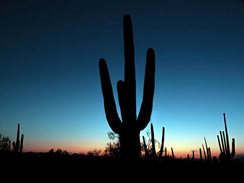 Saguaro Cacti at Sunset Outside Tucson, Arizona II Art Print