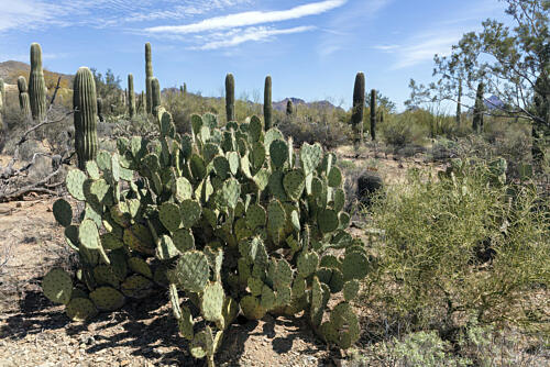 The Arizona-Sonora Desert Museum, Just West of Tucson, Arizona I Art Print