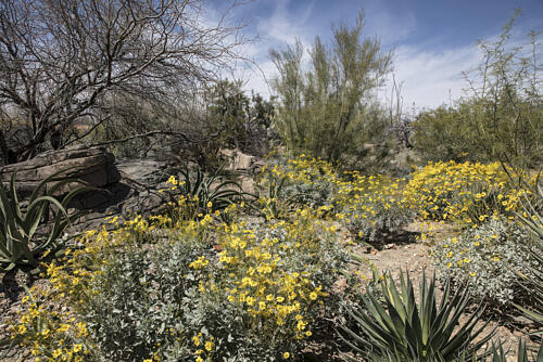 The Arizona-Sonora Desert Museum, Just West of Tucson, Arizona II Art Print